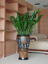 金錢樹(shù)