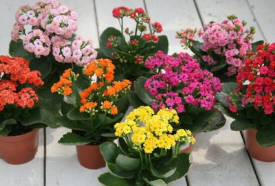 長(zhǎng)壽花