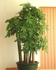 五枝發(fā)財(cái)樹(shù)