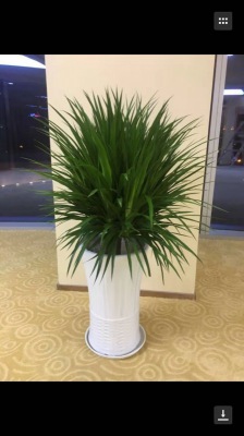 龍血樹(shù)