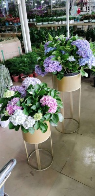 開(kāi)花植物