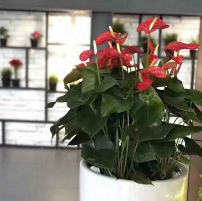 開(kāi)花植物