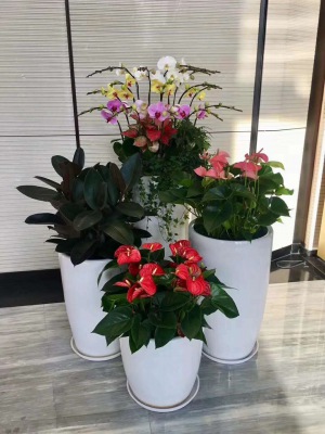 開(kāi)花植物