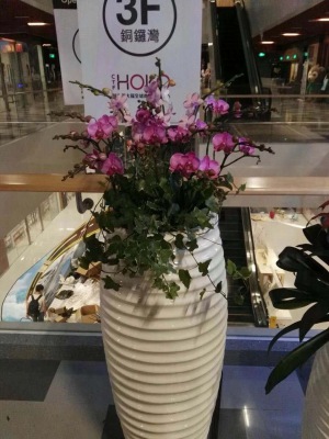 開(kāi)花植物