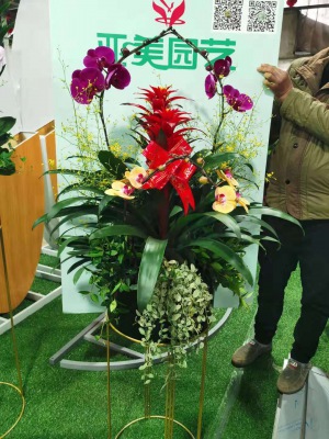 開(kāi)花植物