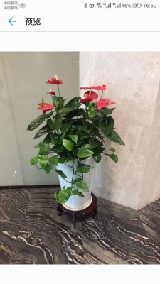 開(kāi)花植物